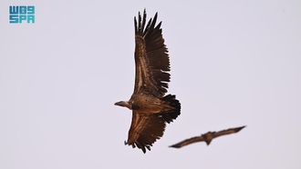 Gyps Rueppellii Sighting In Saudi Reserve