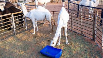 Camel Festival Spurs Gulf Market Growth