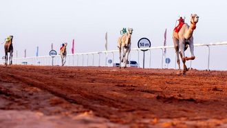 نتائج جائزة الملك عبد العزيز للإبل في الجاثاء