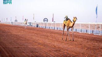 تتويج الفائزين بجائزة الملك عبد العزيز للإبل