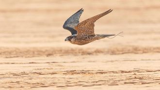 Saudi Falconry Leads At King Abdulaziz Festival
