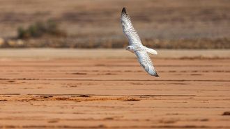 King Abdulaziz Falconry Festival Opens