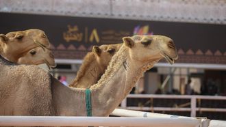Cultural And Economic Importance Of Camels