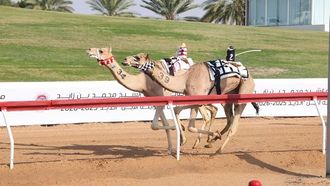 الفائزون بكأس لاقايا يتصدرون سباقات الهجن في الإمارات العربية المتحدة 2025