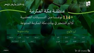 جهود التشجير تعزز النباتات المحلية في مكة المكرمة