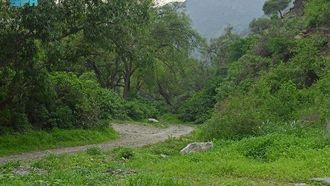 تساهم النباتات المحلية في تعزيز تشجير عسير