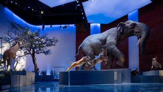 Natural History Museum Abu Dhabi Shapes Discovery