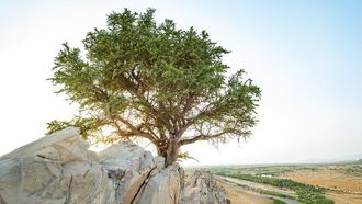 EAD And M42 Partner For Plant Genome Sequencing