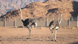 إعادة توطين النعام أحمر الرقبة في محمية سعودية