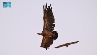 رصد نسر روبيل في المحمية السعودية