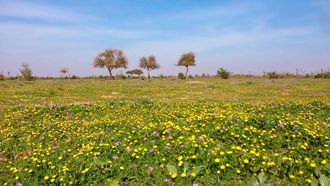 تم الكشف عن دراسة حول ديناميكيات بنوك بذور التربة