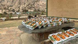 مهرجان تانوما لليوسفي يعزز الزراعة