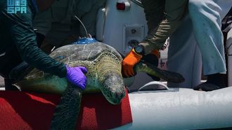 Live Turtle Tracking Program Launched In Saudi Arabia