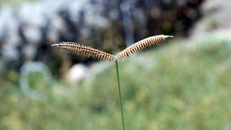 UAE 2025 Climate Action Expansion