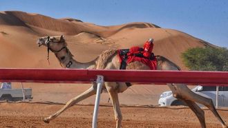 انطلاق مهرجان سباق الهجن في أم القيوين