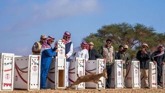 إطلاق 37 نوعًا من الحيوانات البرية في محمية الحجر