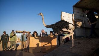 إطلاق سراح 35 نوعاً من الحيوانات البرية في محمية سعودية