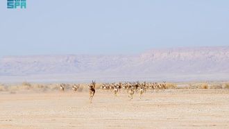إعادة توطين الحياة البرية في محمية الملك خالد