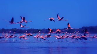 عجمان: معالم عصرية تلتقي بالتراث والطبيعة