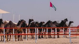 انطلاق المرحلة النهائية من بطولة الظفرة في مدينة زايد