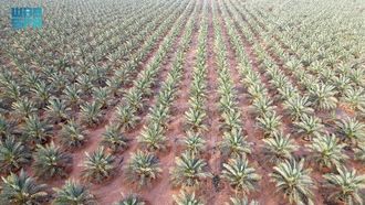 ازدهار زراعة نخيل التمر في الجوف يدعم المنطقة