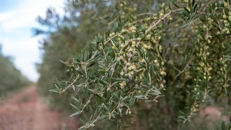 Al-Jouf Olive Festival Drives Culture And Tourism