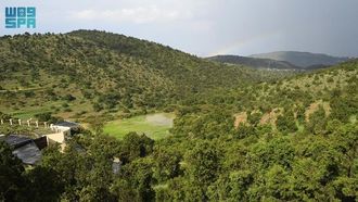 نباتات الشتاء في عسير وجهود حمايتها