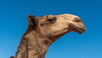 Camel Sounds Reflect Desert Heritage