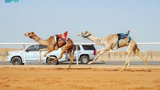 هيمن أصحاب الإبل السعوديون على مهرجان الافتتاح