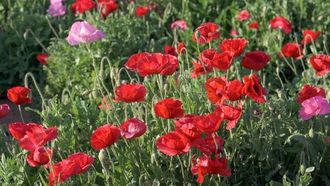 حماية زهرة الخشخاش في صحاري السعودية