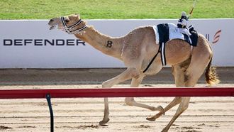 مهرجان دبي للإبل يتوج الفائزين في مرموم