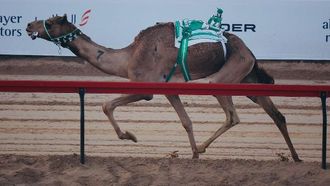 مهرجان ولي عهد دبي للإبل: هول وزمول