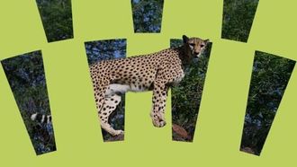 أبرز ملامح الرؤى البيئية 2