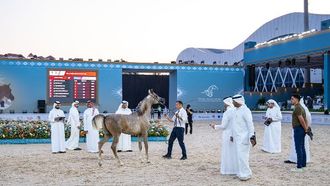 التحكيم الخليجي يعزز بطولة عجمان للفروسية