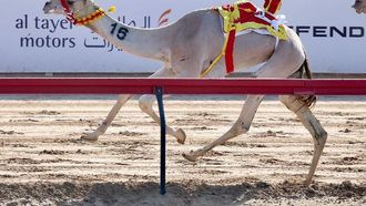 سباقات الهجن في مهرجان ولي عهد دبي