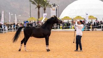 الخيول والهيل في مهرجان هيل