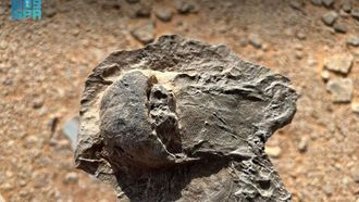 سرطان حدوة الحصان في العلا، عمره 465 مليون سنة