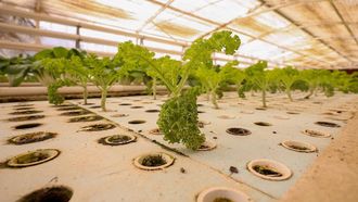 Hydroponics In Qassim Boosts Food Security