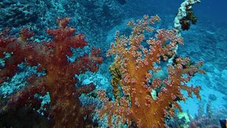 الغوص في جازان يرتقي بالسياحة البحرية