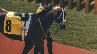 جبل علي يستضيف السباق الثامن بمشاركة 96 حصاناً