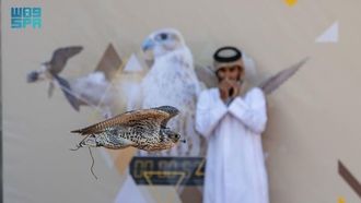 الفائزون في مهرجان الملك عبد العزيز للصقارة 2025