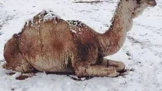 برد منتصف الشتاء في الإمارات: خطر الصقيع