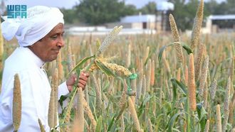 الدخن في عسير يدعم الاستدامة