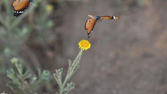 Monarch Butterfly In Jazan Biodiversity