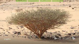 نباتات نجران المحلية للتشجير