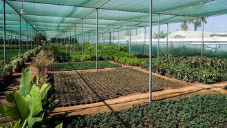 تعرض مشاتل نجران تنوع النباتات