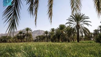 مزارعو نجران يستعدون لحصاد القمح