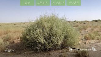 تشجير الجوف: تسليط الضوء على النباتات المحلية