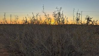 شجيرة ريميث تعزز بيئة الصحراء