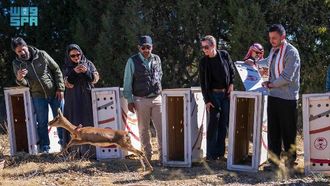 إعادة إدخال الحياة البرية في حديقة السودة يعزز التنوع البيولوجي